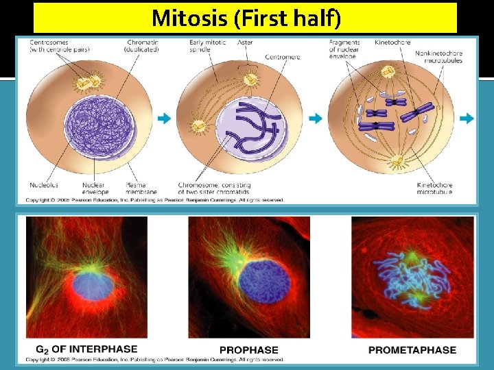 Mitosis (First half) 