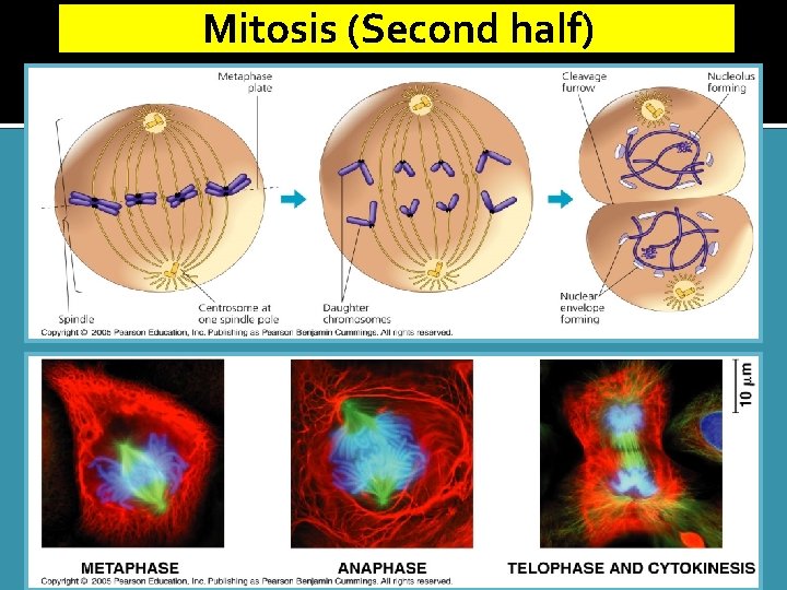 Mitosis (Second half) 