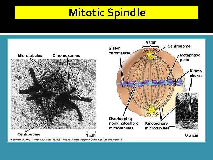 Mitotic Spindle 