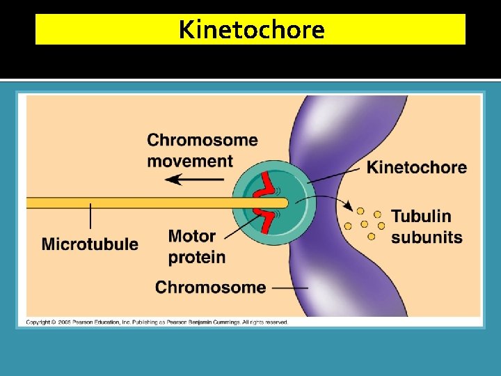 Kinetochore 