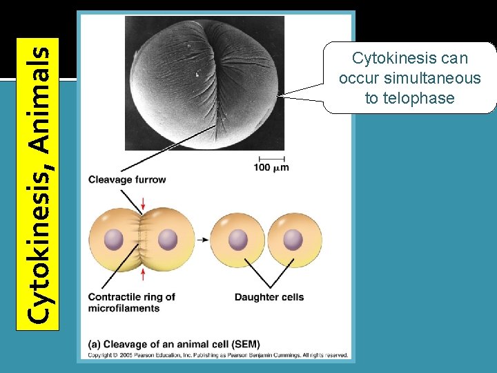 Cytokinesis, Animals Cytokinesis can occur simultaneous to telophase 