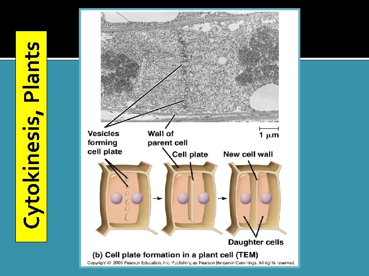 Cytokinesis, Plants Cytokinesis, Plants