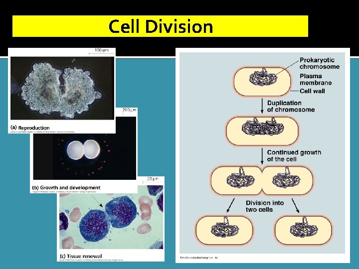 Cell Division 