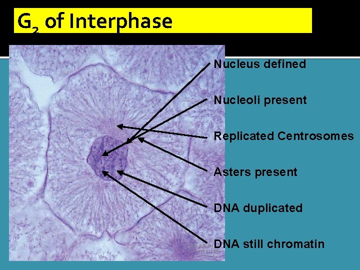 G 2 of Interphase Nucleus defined Nucleoli present Replicated Centrosomes Asters present DNA duplicated