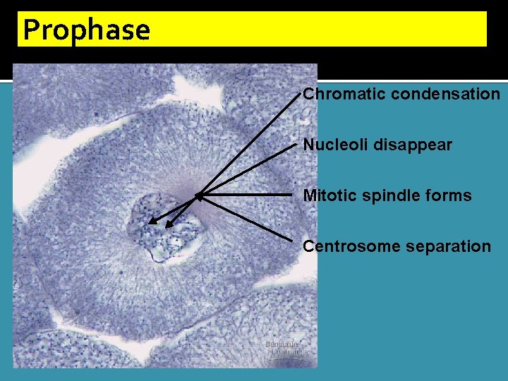 Prophase Chromatic condensation Nucleoli disappear Mitotic spindle forms Centrosome separation 