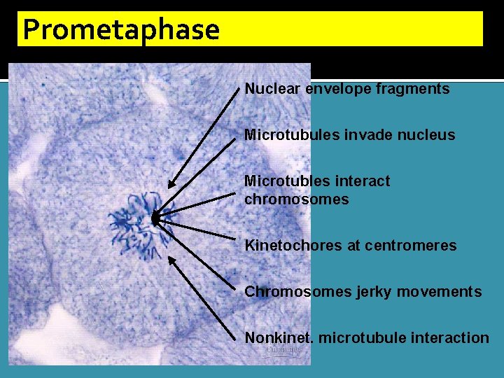 Prometaphase Nuclear envelope fragments Microtubules invade nucleus Microtubles interact chromosomes Kinetochores at centromeres Chromosomes