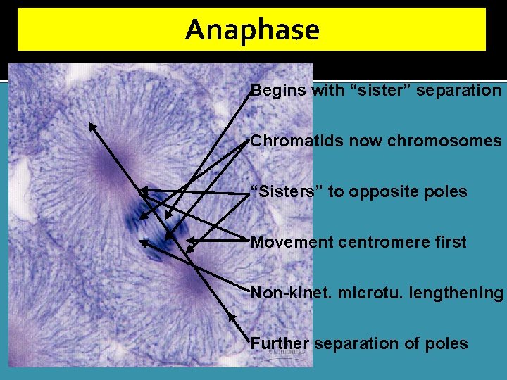 Anaphase Begins with “sister” separation Chromatids now chromosomes “Sisters” to opposite poles Movement centromere