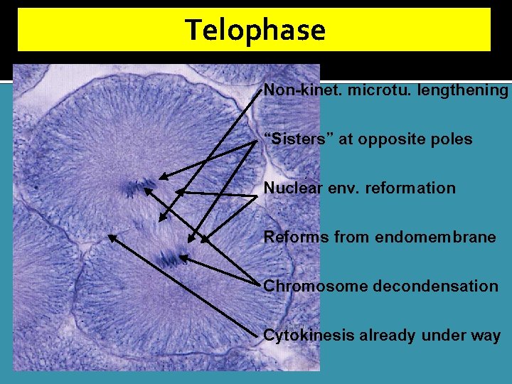 Telophase Non-kinet. microtu. lengthening “Sisters” at opposite poles Nuclear env. reformation Reforms from endomembrane