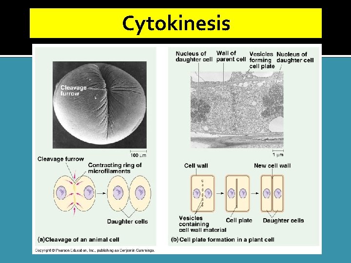 Cytokinesis Cleavage Furrow 
