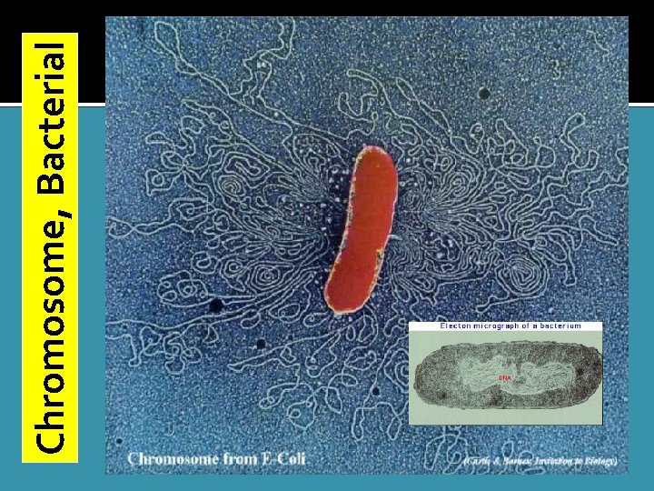 Chromosome, Bacterial 