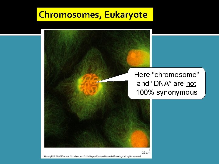 Chromosomes, Eukaryote Here “chromosome” and “DNA” are not 100% synonymous 