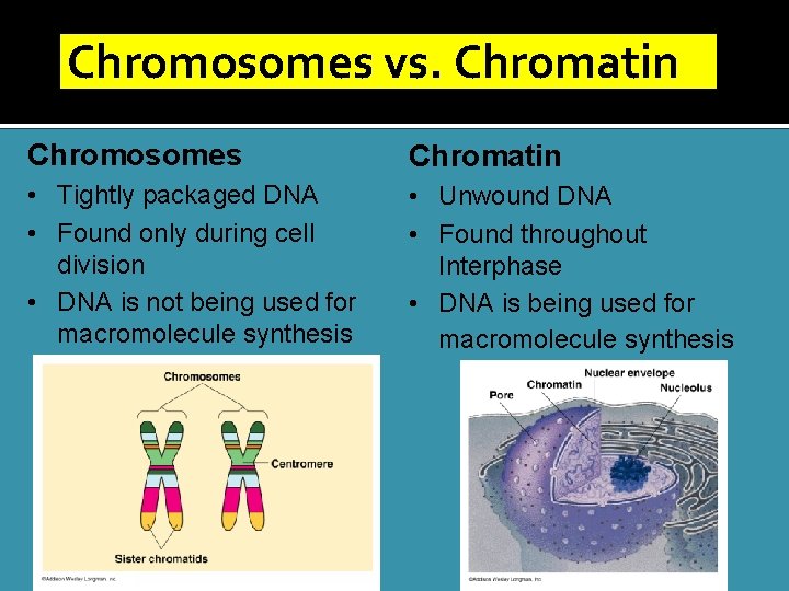 Chromosomes vs. Chromatin Chromosomes Chromatin • Tightly packaged DNA • Found only during cell