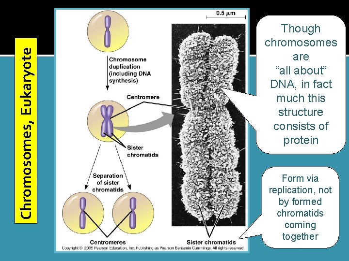 Chromosomes, Eukaryote Though chromosomes are “all about” DNA, in fact much this structure consists