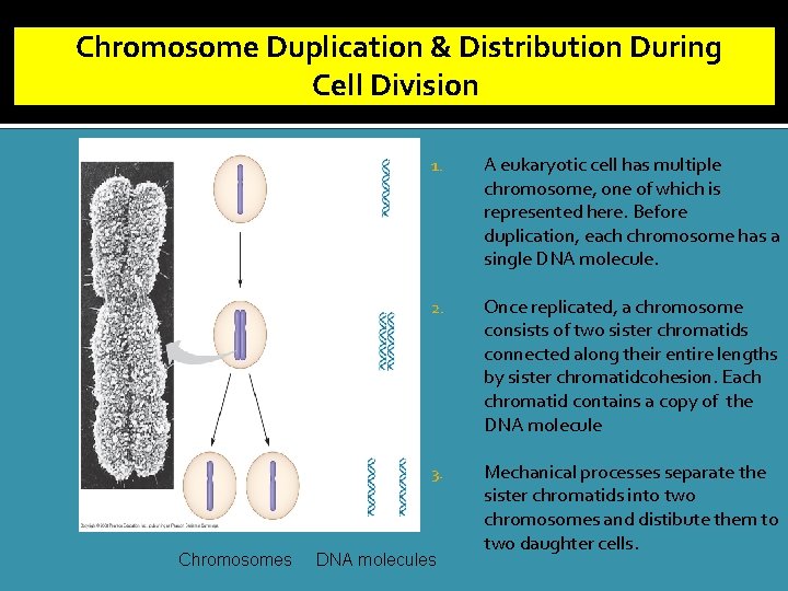 Chromosome Duplication & Distribution During Cell Division Chromosomes 1. A eukaryotic cell has multiple