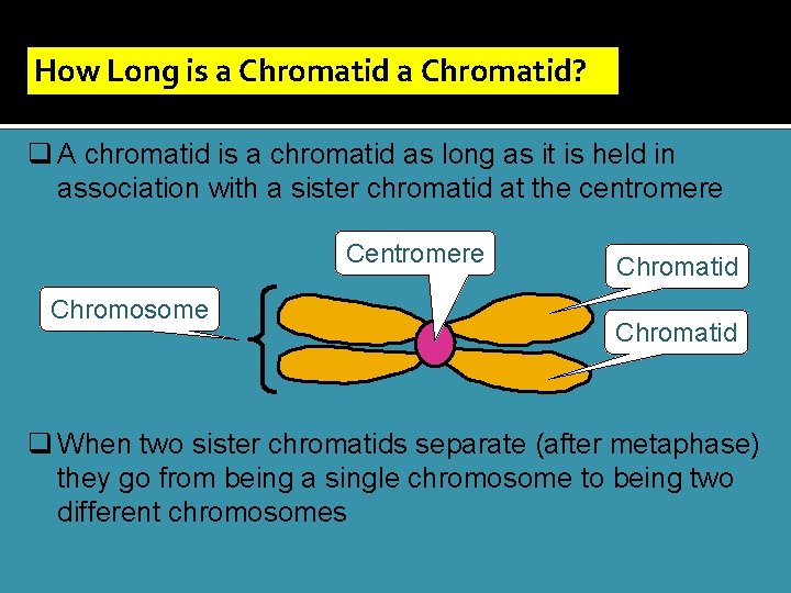 How Long is a Chromatid? q A chromatid is a chromatid as long as