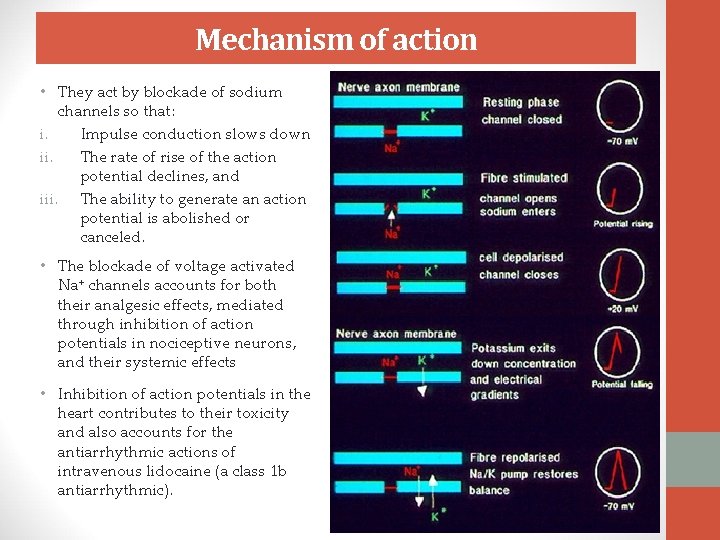 Mechanism of action • They act by blockade of sodium channels so that: i.