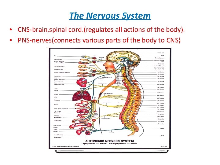 The Nervous System • CNS-brain, spinal cord. (regulates all actions of the body). •