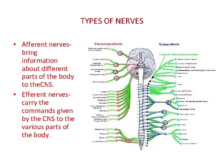 TYPES OF NERVES • Afferent nervesbring information about different parts of the body to