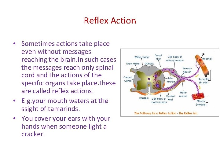 Reflex Action • Sometimes actions take place even without messages reaching the brain. in