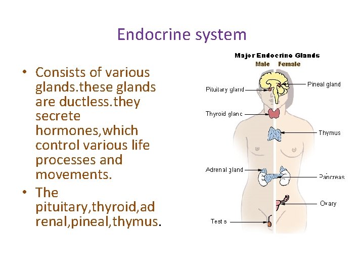 Endocrine system • Consists of various glands. these glands are ductless. they secrete hormones,