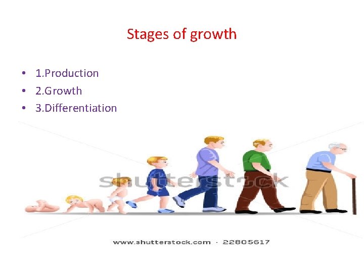 Stages of growth • 1. Production • 2. Growth • 3. Differentiation 