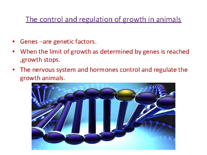 The control and regulation of growth in animals • Genes –are genetic factors. •