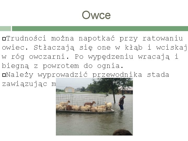 Owce Trudności można napotkać przy ratowaniu owiec. Stłaczają się one w kłąb i wciskaj