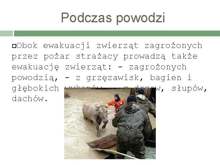 Podczas powodzi Obok ewakuacji zwierząt zagrożonych przez pożar strażacy prowadzą także ewakuację zwierząt: -