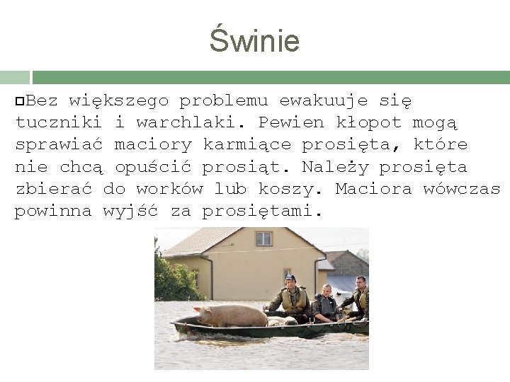 Świnie Bez większego problemu ewakuuje się tuczniki i warchlaki. Pewien kłopot mogą sprawiać maciory