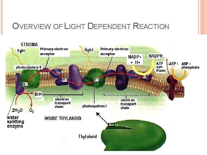 OVERVIEW OF LIGHT DEPENDENT REACTION 