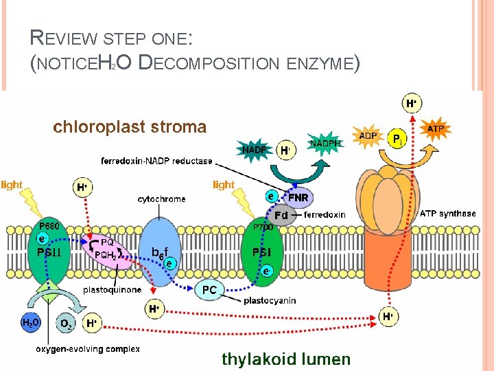 REVIEW STEP ONE: (NOTICEH O DECOMPOSITION ENZYME) 2 