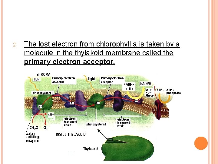 2. The lost electron from chlorophyll a is taken by a molecule in the