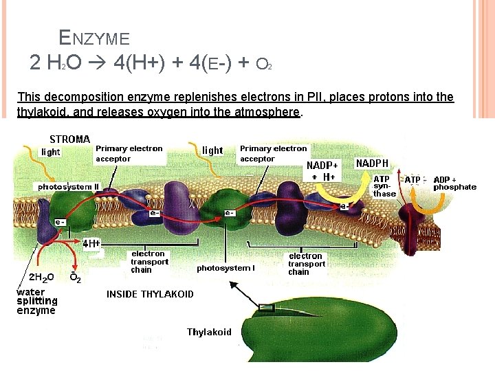 ENZYME 2 H O 4(H+) + 4(E-) + O 2 2 This decomposition enzyme