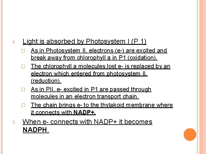 4. Light is absorbed by Photosystem I (P 1) As in Photosystem II, electrons