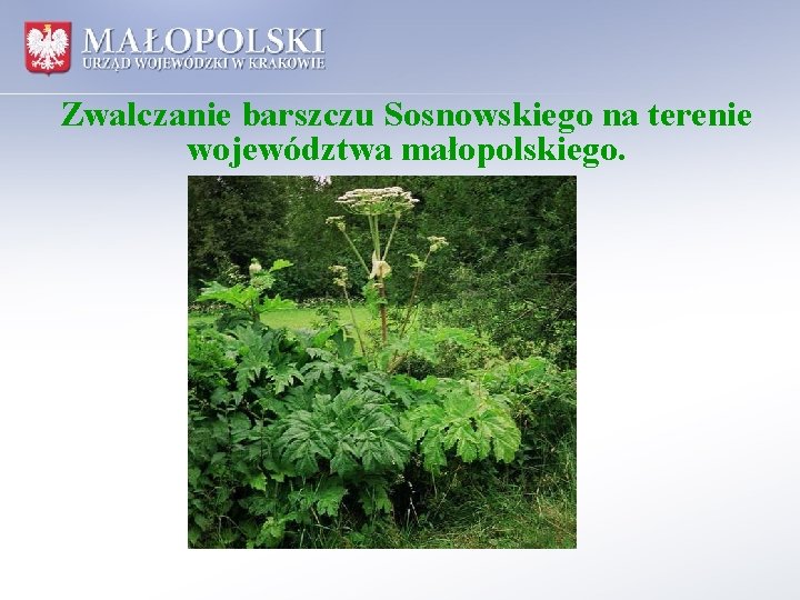 Zwalczanie barszczu Sosnowskiego na terenie województwa małopolskiego. 