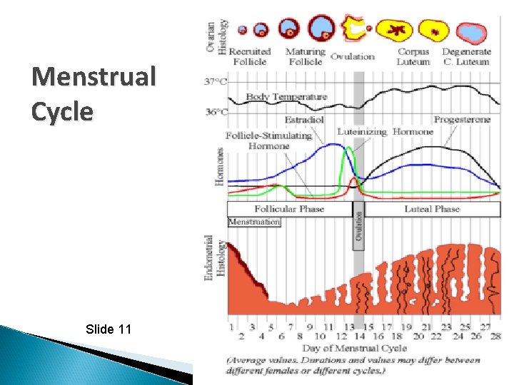 Menstrual Cycle Slide 11 