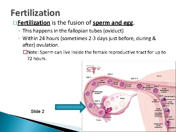 Fertilization � Fertilization is the fusion of sperm and egg. ◦ This happens in