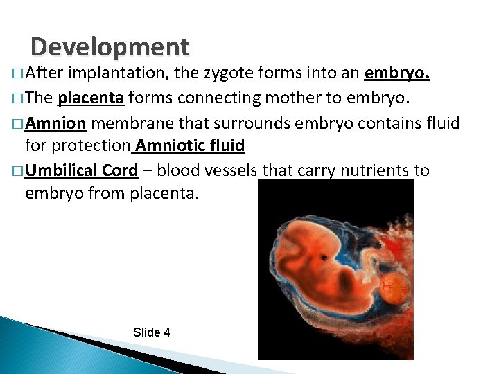 Development � After implantation, the zygote forms into an embryo. � The placenta forms