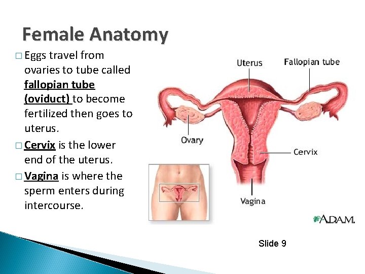 Female Anatomy � Eggs travel from ovaries to tube called fallopian tube (oviduct) to