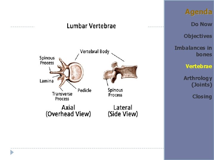 Skeletal System Do Now What are the five