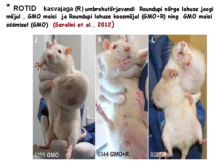 * ROTID kasvajaga (R) umbrohutõrjevandi Roundupi nõrga lahuse joogi mõjul , GMO maisi ja