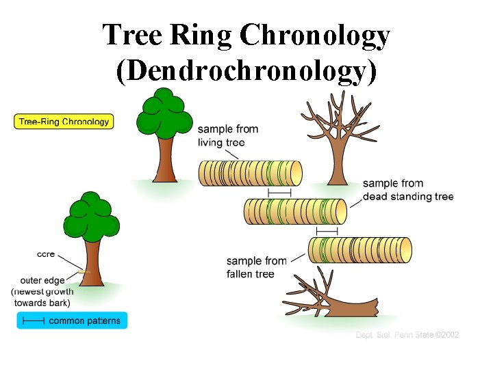 Tree Ring Chronology (Dendrochronology) 