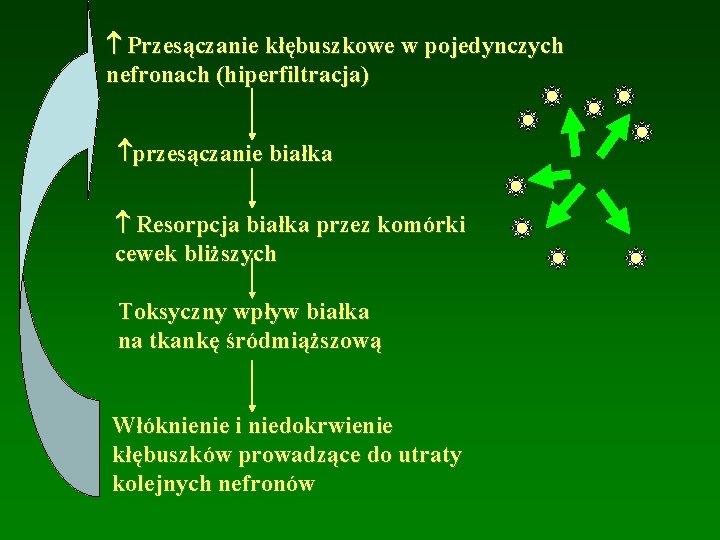 Przesączanie kłębuszkowe w pojedynczych nefronach (hiperfiltracja) przesączanie białka Resorpcja białka przez komórki cewek Przesączanie kłębuszkowe w pojedynczych nefronach (hiperfiltracja) przesączanie białka Resorpcja białka przez komórki cewek