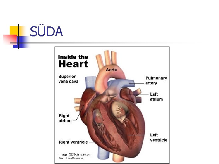 SÜDA 