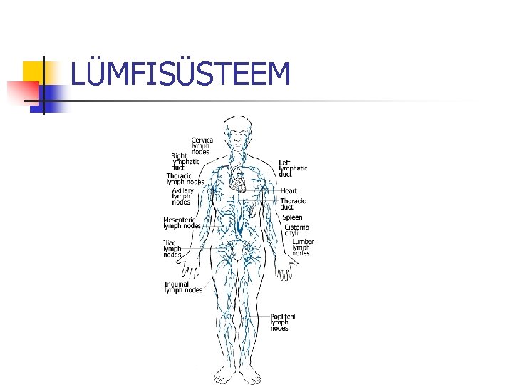 LÜMFISÜSTEEM 
