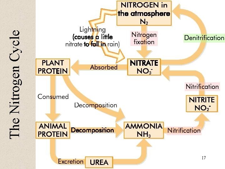 17 The Nitrogen Cycle 