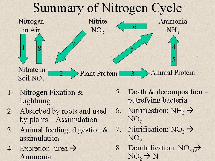 Summary of Nitrogen Cycle Nitrogen in Air 1 Nitrite NO 2 6 7 8