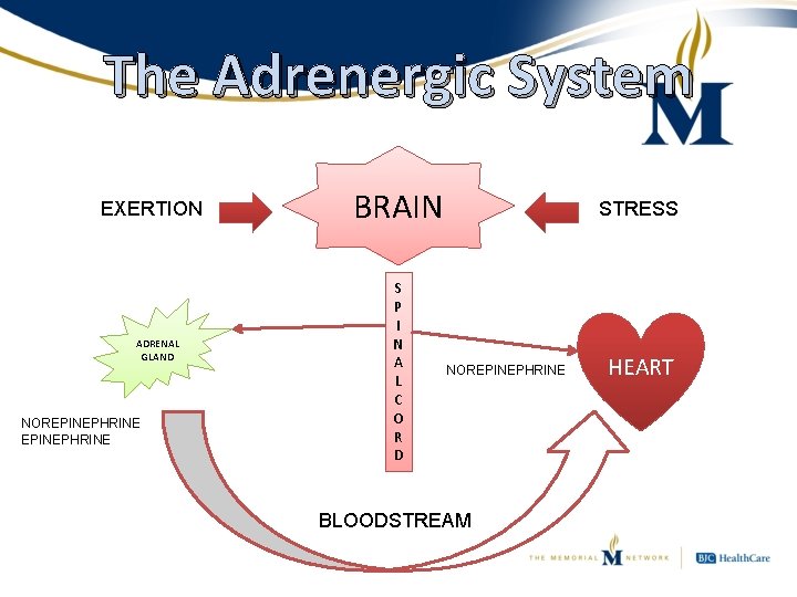 The Adrenergic System EXERTION ADRENAL GLAND NOREPINEPHRINE BRAIN S P I N A L