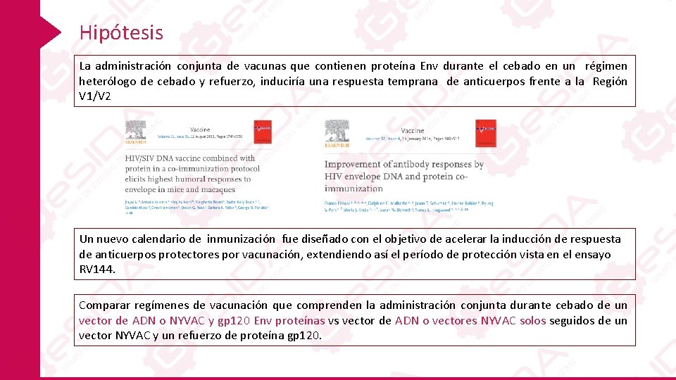 Hipótesis La administración conjunta de vacunas que contienen proteína Env durante el cebado en