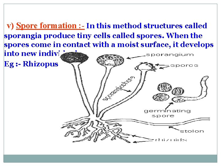 v) Spore formation : - In this method structures called sporangia produce tiny cells